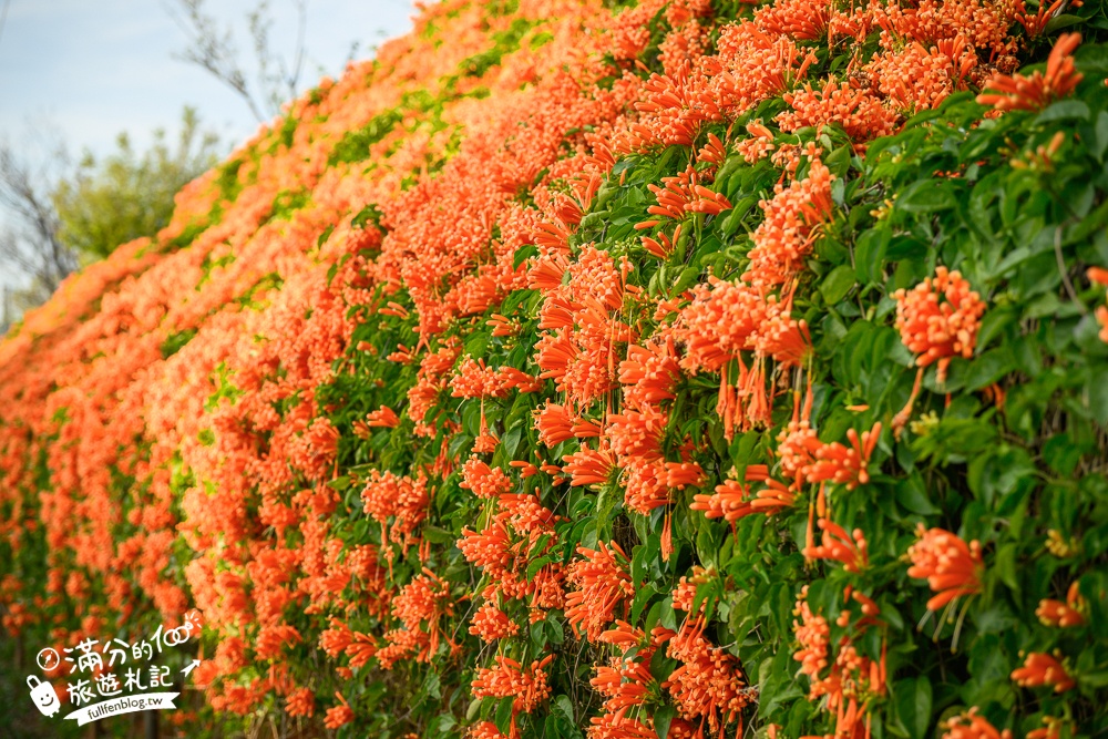 【2025苗栗銅鑼炮仗花海公園】炮仗花瀑布最新花況.銅鑼工業區花海,超亮眼的黃金西北雨~一景兩色賞櫻花!