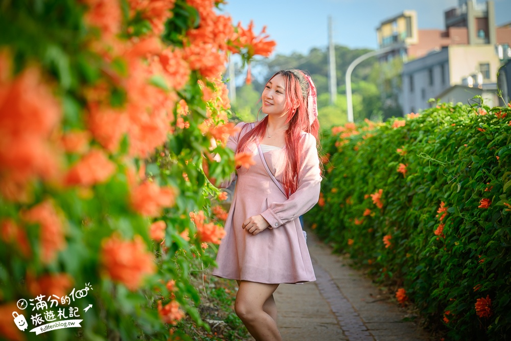 【2025苗栗銅鑼炮仗花海公園】炮仗花瀑布最新花況.銅鑼工業區花海,超亮眼的黃金西北雨~一景兩色賞櫻花!