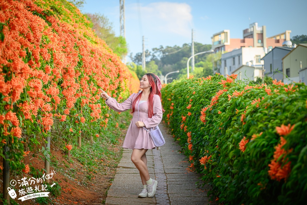 【2025苗栗銅鑼炮仗花海公園】炮仗花瀑布最新花況.銅鑼工業區花海,超亮眼的黃金西北雨~一景兩色賞櫻花!