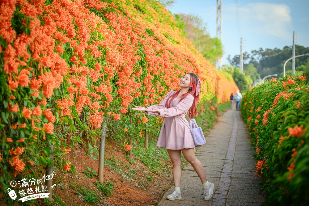 【2025苗栗銅鑼炮仗花海公園】炮仗花瀑布最新花況.銅鑼工業區花海,超亮眼的黃金西北雨~一景兩色賞櫻花!