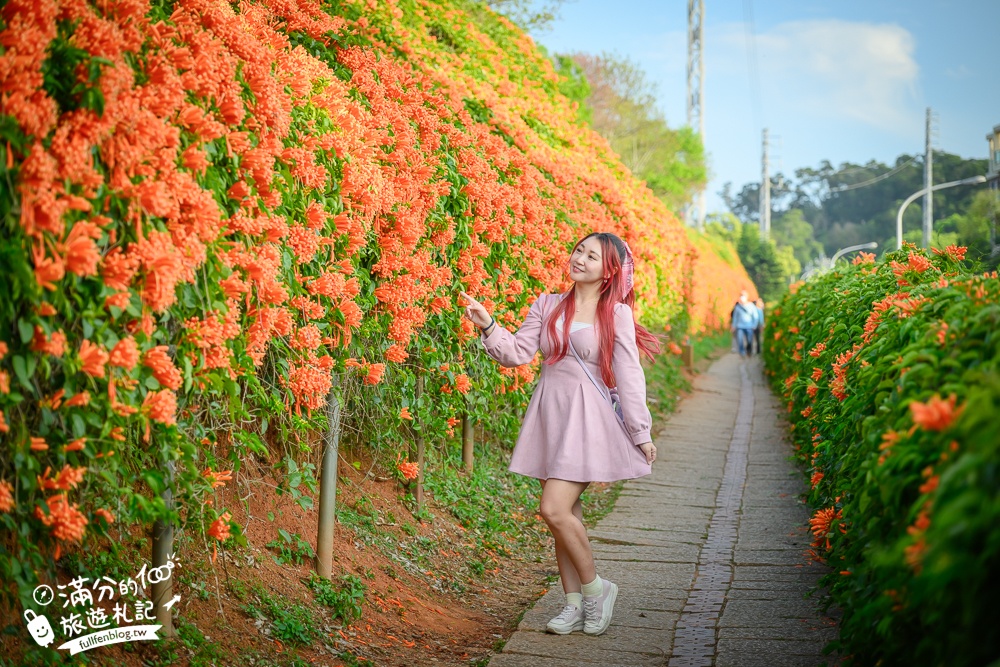 【2025苗栗銅鑼炮仗花海公園】炮仗花瀑布最新花況.銅鑼工業區花海,超亮眼的黃金西北雨~一景兩色賞櫻花!