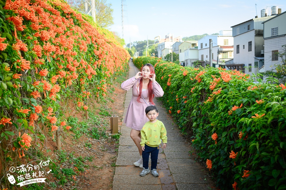 【2025苗栗銅鑼炮仗花海公園】炮仗花瀑布最新花況.銅鑼工業區花海,超亮眼的黃金西北雨~一景兩色賞櫻花!