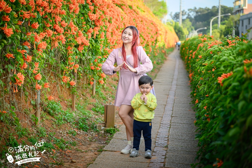 【2025苗栗銅鑼炮仗花海公園】炮仗花瀑布最新花況.銅鑼工業區花海,超亮眼的黃金西北雨~一景兩色賞櫻花!
