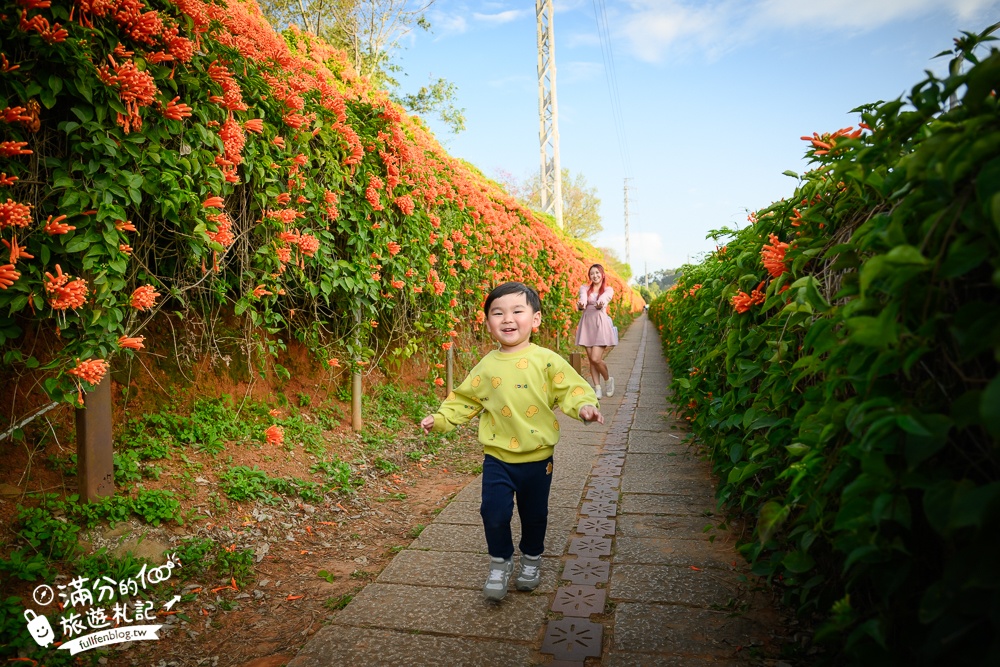 【2025苗栗銅鑼炮仗花海公園】炮仗花瀑布最新花況.銅鑼工業區花海,超亮眼的黃金西北雨~一景兩色賞櫻花!