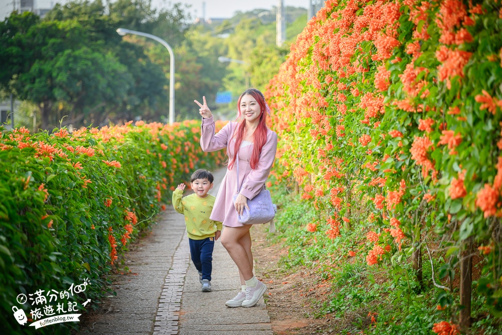 【2025苗栗銅鑼炮仗花海公園】炮仗花瀑布最新花況.銅鑼工業區花海,超亮眼的黃金西北雨~一景兩色賞櫻花!