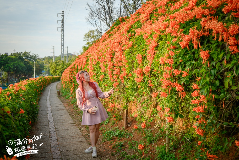 【2025苗栗銅鑼炮仗花海公園】炮仗花瀑布最新花況.銅鑼工業區花海,超亮眼的黃金西北雨~一景兩色賞櫻花!