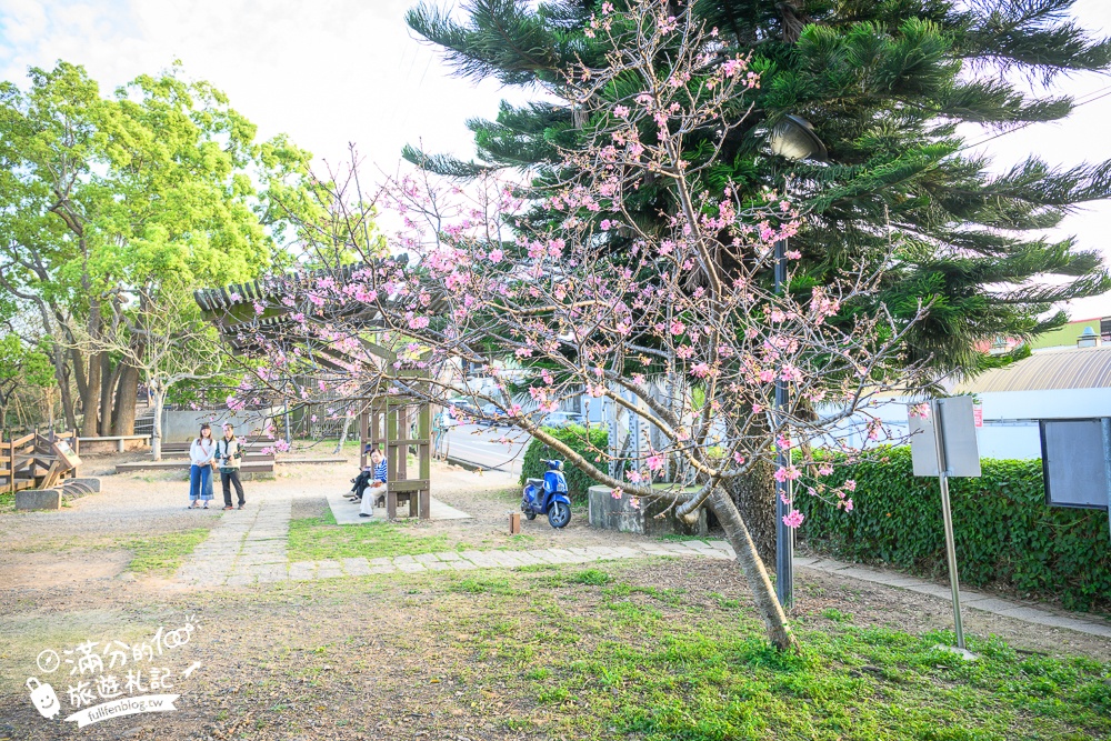【2025苗栗銅鑼炮仗花海公園】炮仗花瀑布最新花況.銅鑼工業區花海,超亮眼的黃金西北雨~一景兩色賞櫻花!