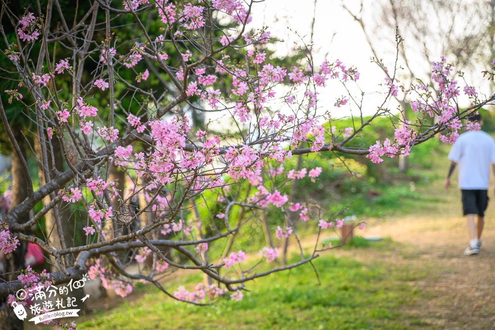 【2025苗栗銅鑼炮仗花海公園】炮仗花瀑布最新花況.銅鑼工業區花海,超亮眼的黃金西北雨~一景兩色賞櫻花!