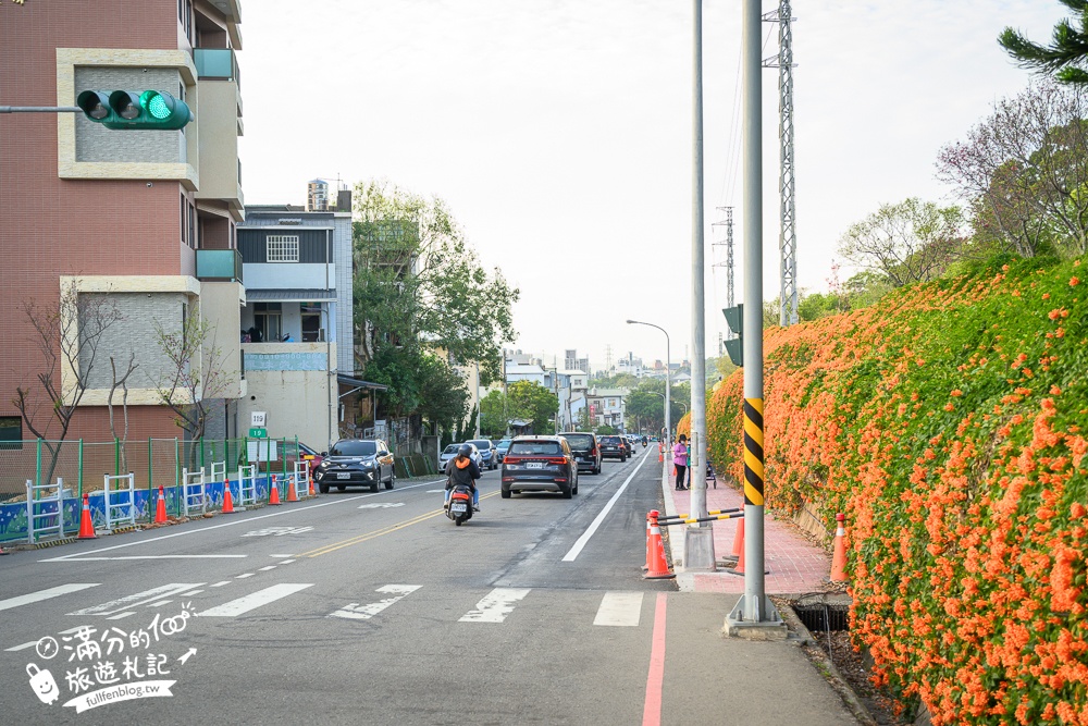 【2025苗栗銅鑼炮仗花海公園】炮仗花瀑布最新花況.銅鑼工業區花海,超亮眼的黃金西北雨~一景兩色賞櫻花!