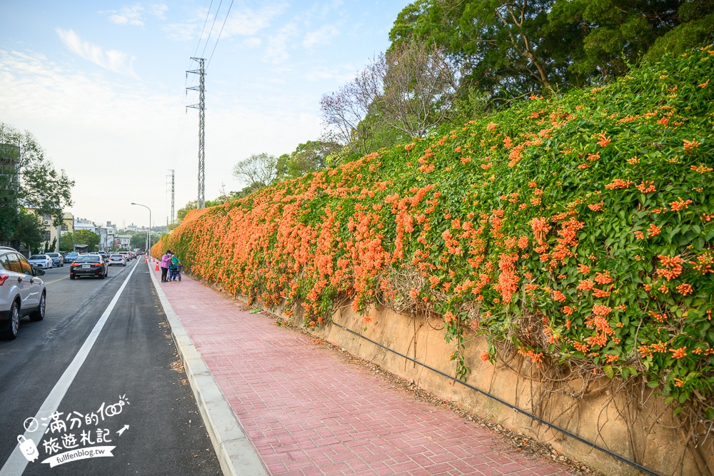 【2025苗栗銅鑼炮仗花海公園】炮仗花瀑布最新花況.銅鑼工業區花海,超亮眼的黃金西北雨~一景兩色賞櫻花!