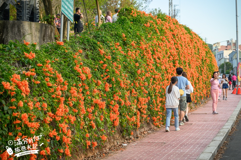 【2025苗栗銅鑼炮仗花海公園】炮仗花瀑布最新花況.銅鑼工業區花海,超亮眼的黃金西北雨~一景兩色賞櫻花!