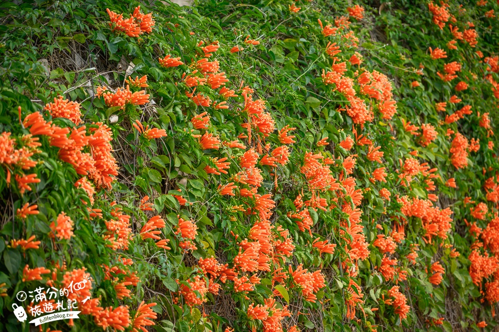 【2025苗栗銅鑼炮仗花海公園】炮仗花瀑布最新花況.銅鑼工業區花海,超亮眼的黃金西北雨~一景兩色賞櫻花!