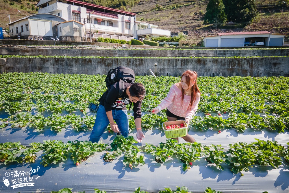 TOP7苗栗大湖草莓園推薦,親子高架草莓園.吃草莓.玩拍草莓王.草莓周邊美食!