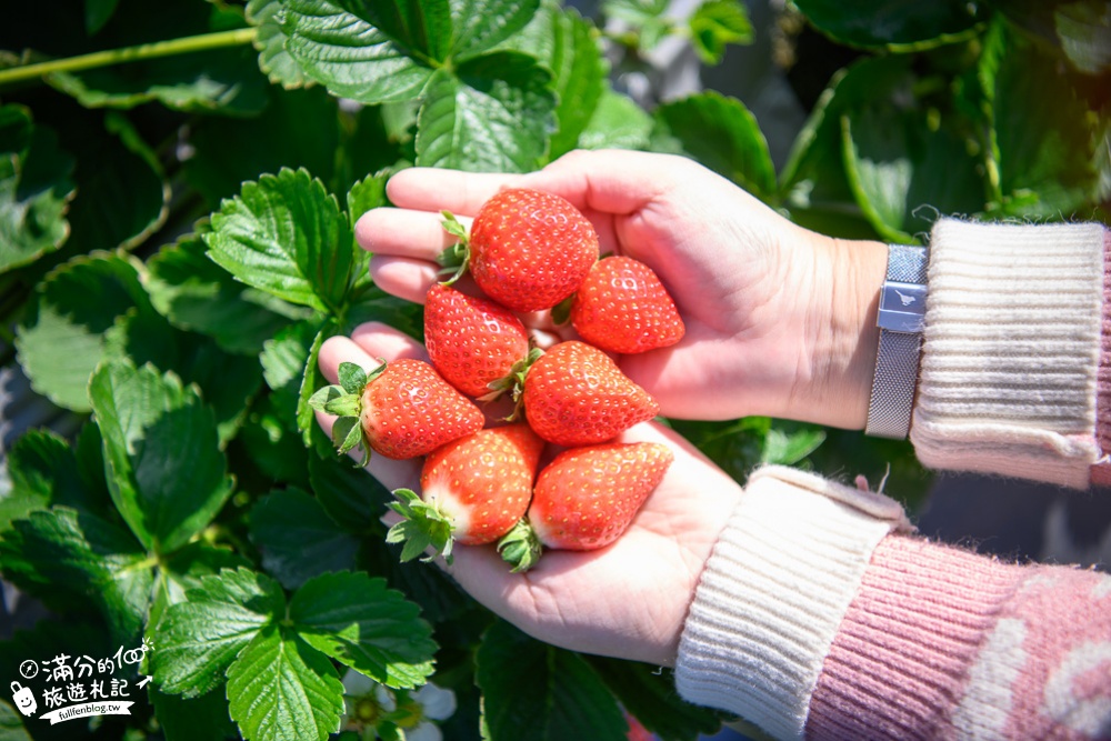 TOP7苗栗大湖草莓園推薦,親子高架草莓園.吃草莓.玩拍草莓王.草莓周邊美食!
