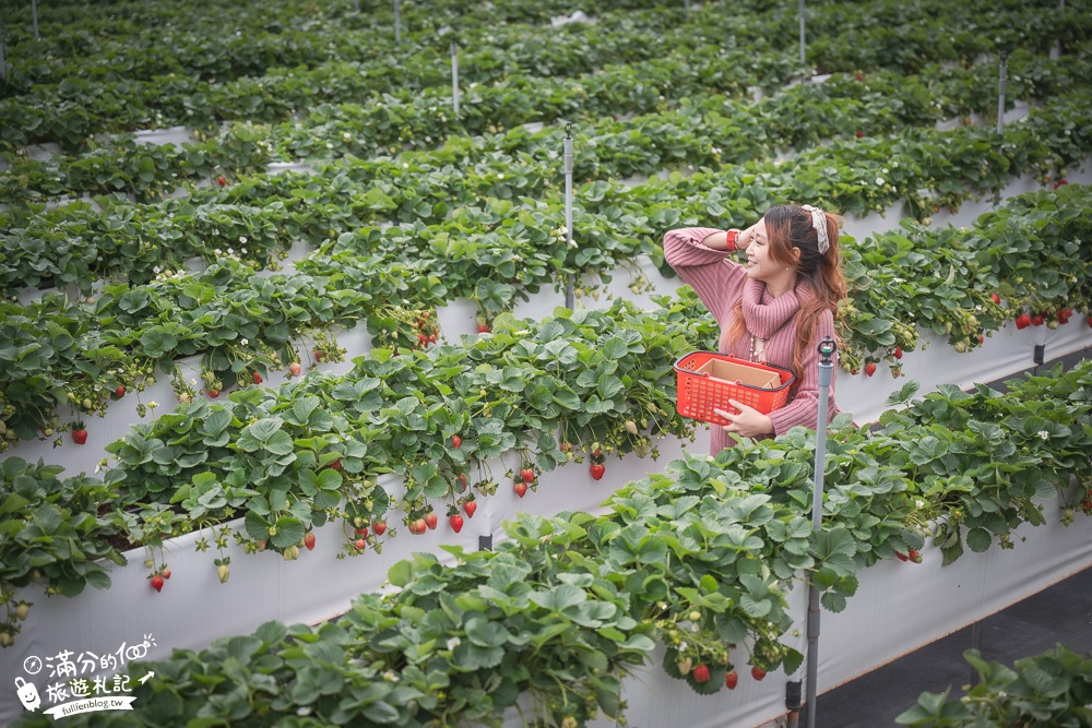 TOP7苗栗大湖草莓園推薦,親子高架草莓園.吃草莓.玩拍草莓王.草莓周邊美食!