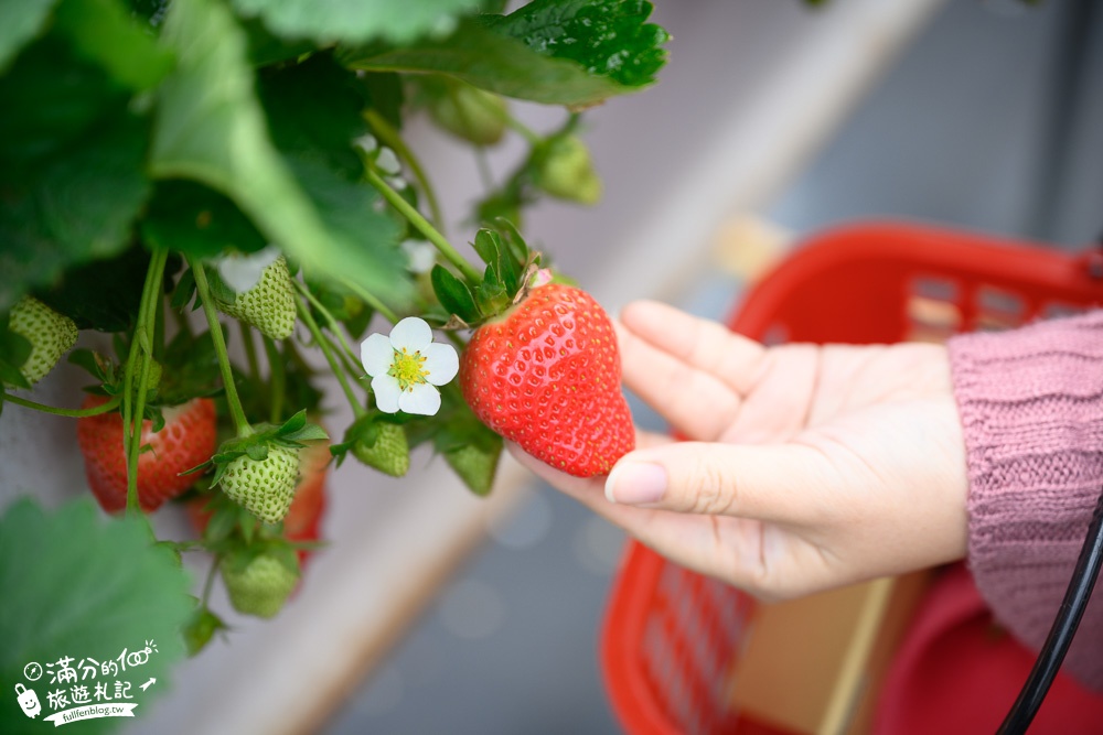 TOP7苗栗大湖草莓園推薦,親子高架草莓園.吃草莓.玩拍草莓王.草莓周邊美食!