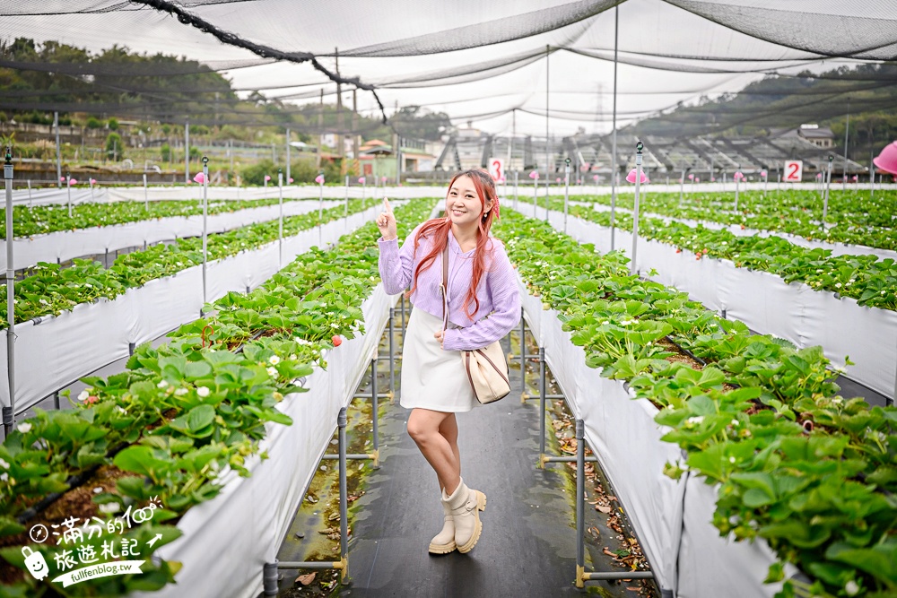 TOP7苗栗大湖草莓園推薦,親子高架草莓園.吃草莓.玩拍草莓王.草莓周邊美食!