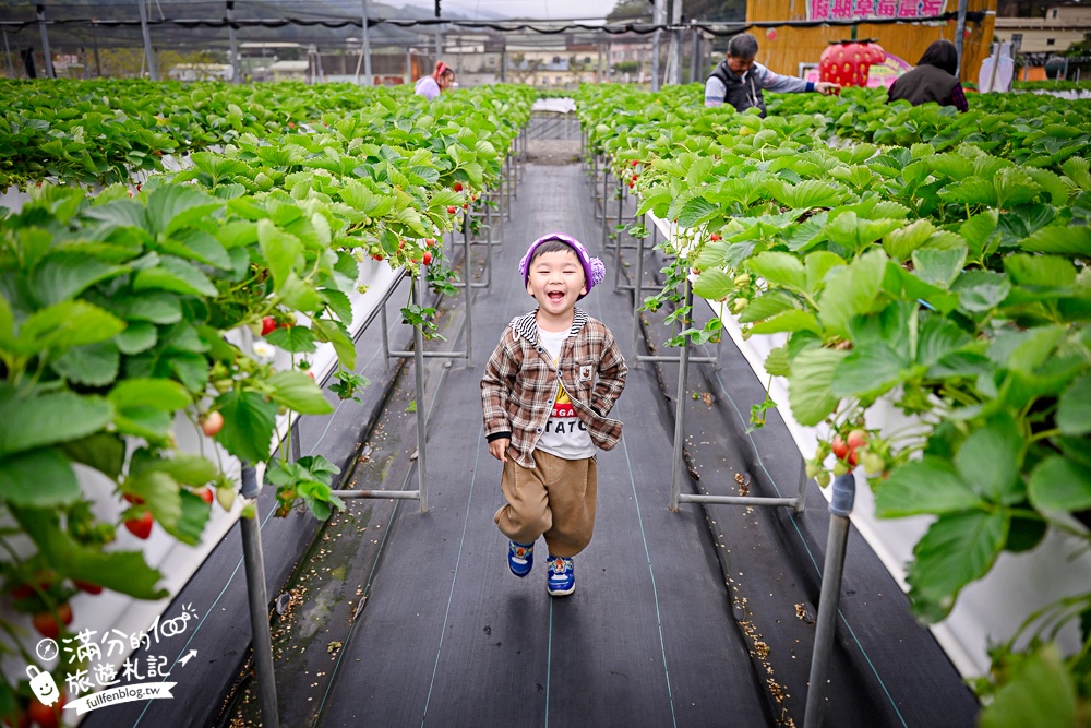 TOP7苗栗大湖草莓園推薦,親子高架草莓園.吃草莓.玩拍草莓王.草莓周邊美食!