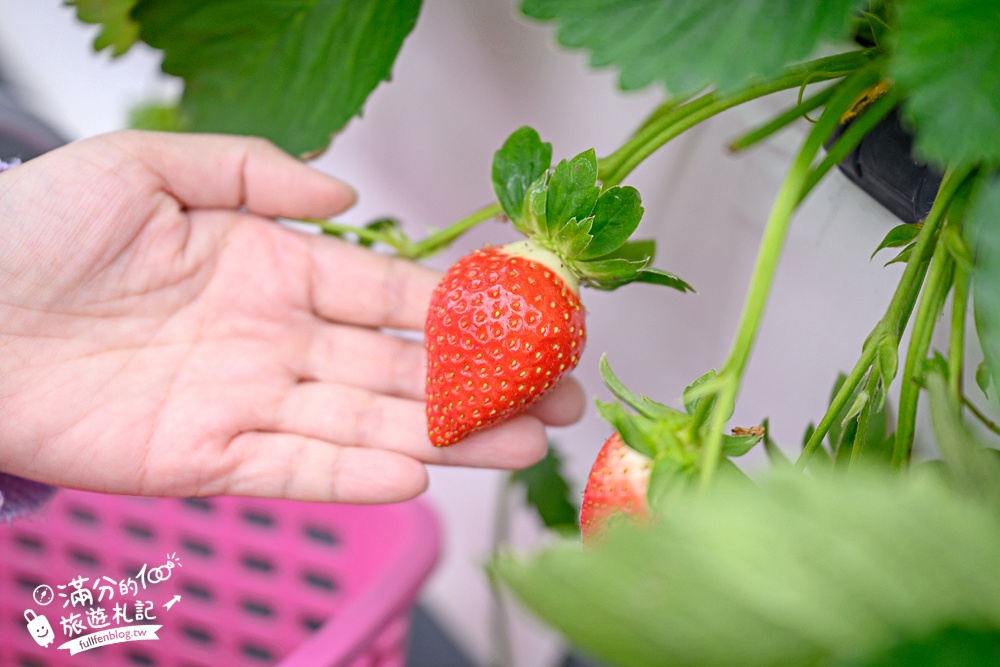 TOP7苗栗大湖草莓園推薦,親子高架草莓園.吃草莓.玩拍草莓王.草莓周邊美食!