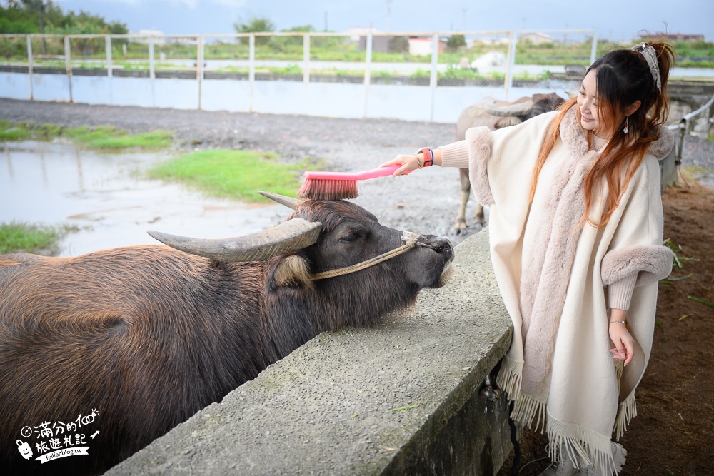 宜蘭景點|牛頭司親子體驗農場|餵牛吃草.幫牛梳毛.吃牛汶水|趣味十足，純樸的萌牛小村落!