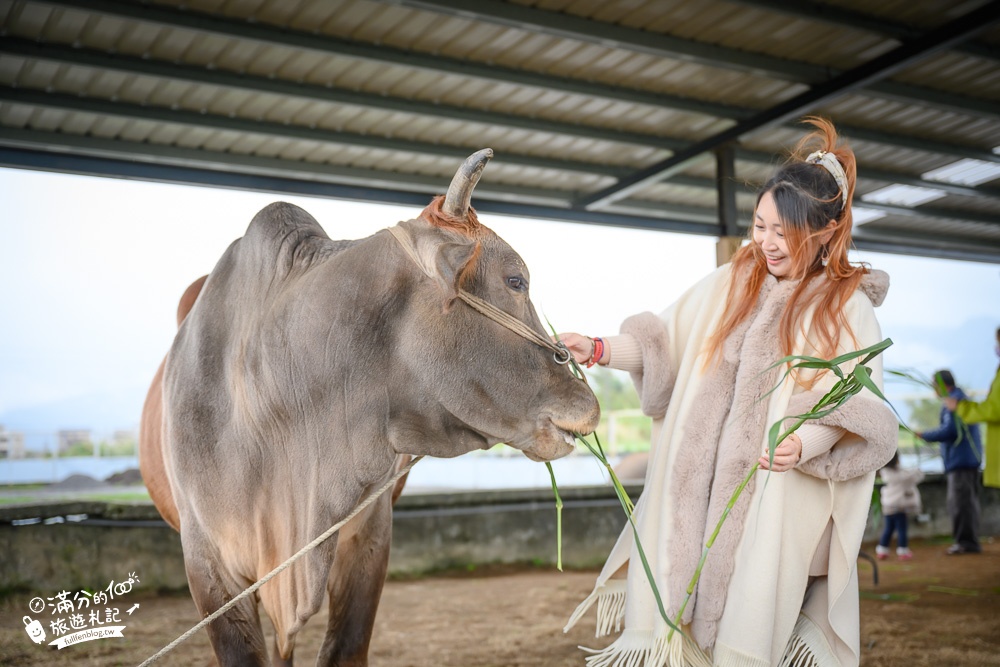宜蘭景點|牛頭司親子體驗農場|餵牛吃草.幫牛梳毛.吃牛汶水|趣味十足，純樸的萌牛小村落!