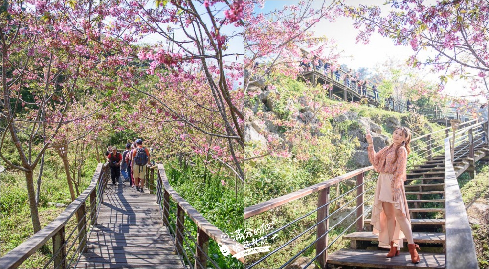 嘉義竹崎景點 頂石棹櫻之道櫻花 頂石棹琉璃光 雅竹居 最美抹茶蛋糕 一次飽覽櫻花 銀河 琉璃光 茶田風光 滿分的旅遊札記