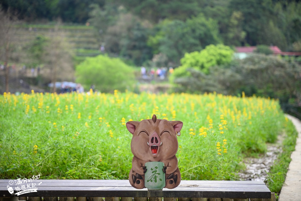 台北景點|貓空樟樹步道.魯冰花海(免門票)超浪漫金色花田.跟著笑笑羊一起賞花拍美照!