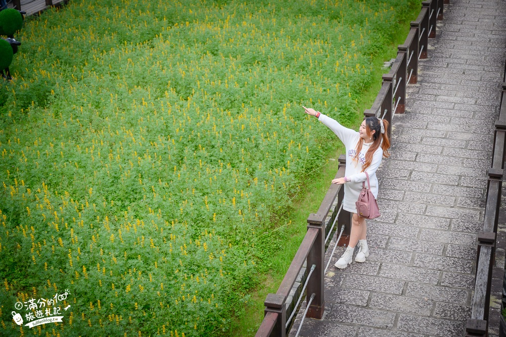 台北景點|貓空樟樹步道.魯冰花海(免門票)超浪漫金色花田.跟著笑笑羊一起賞花拍美照!