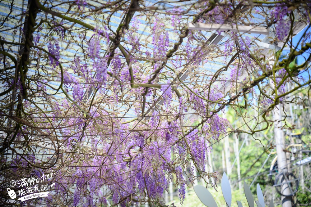 嘉義景點|幼葉林餐廳紫藤花季|浪漫大愛心.許願紫藤樹~相約紫藤花樹下!