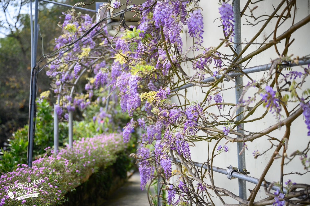 嘉義景點|阿喜紫藤|瑞里最美紫藤花園(需預約)，山城中的紫色仙境，被紫藤花給包圍了!