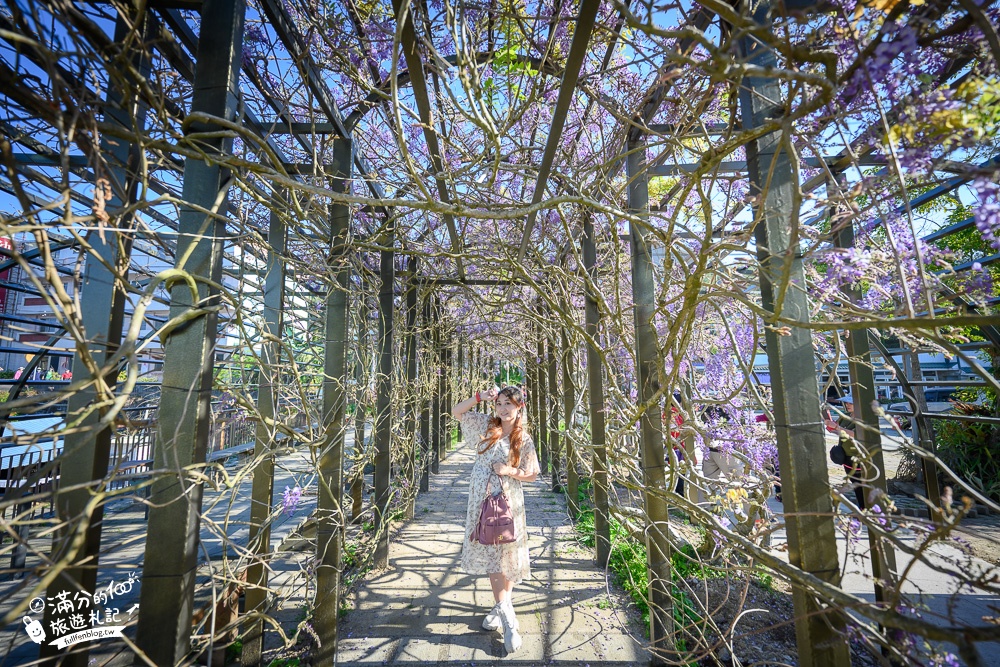 嘉義景點|瑞里茶壺民宿紫藤花(免門票)紫藤隧道超夢幻~背景還是壯麗群山!