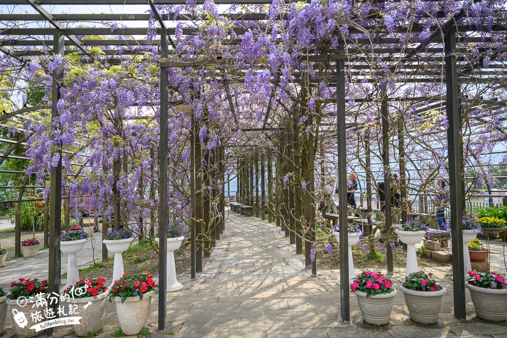 嘉義紫藤花推薦｜瑞里茶壺民宿紫藤花(免門票)紫藤隧道超夢幻~背景還是壯麗群山!