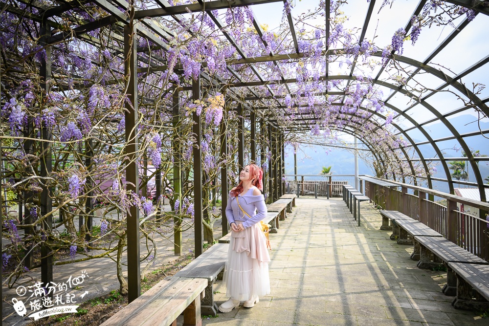 嘉義紫藤花推薦｜瑞里茶壺民宿紫藤花(免門票)紫藤隧道超夢幻~背景還是壯麗群山!
