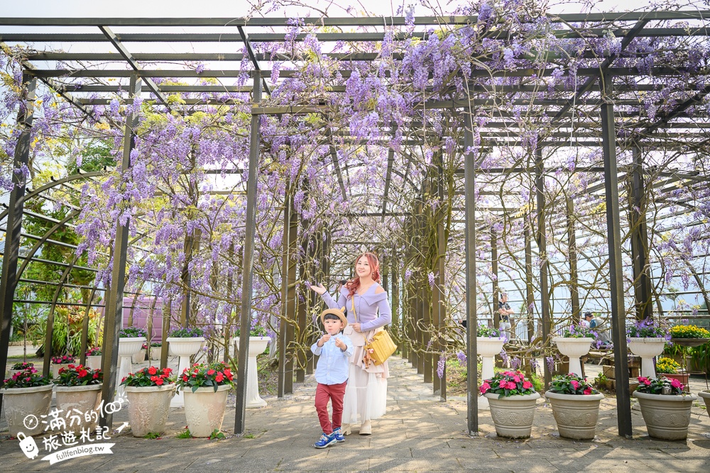 嘉義紫藤花推薦｜瑞里茶壺民宿紫藤花(免門票)紫藤隧道超夢幻~背景還是壯麗群山!