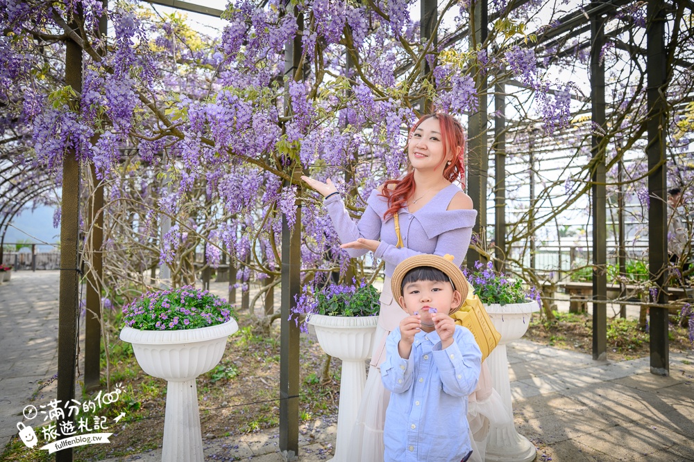 嘉義紫藤花推薦｜瑞里茶壺民宿紫藤花(免門票)紫藤隧道超夢幻~背景還是壯麗群山!