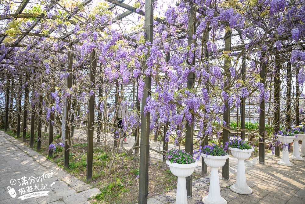 嘉義紫藤花推薦｜瑞里茶壺民宿紫藤花(免門票)紫藤隧道超夢幻~背景還是壯麗群山!
