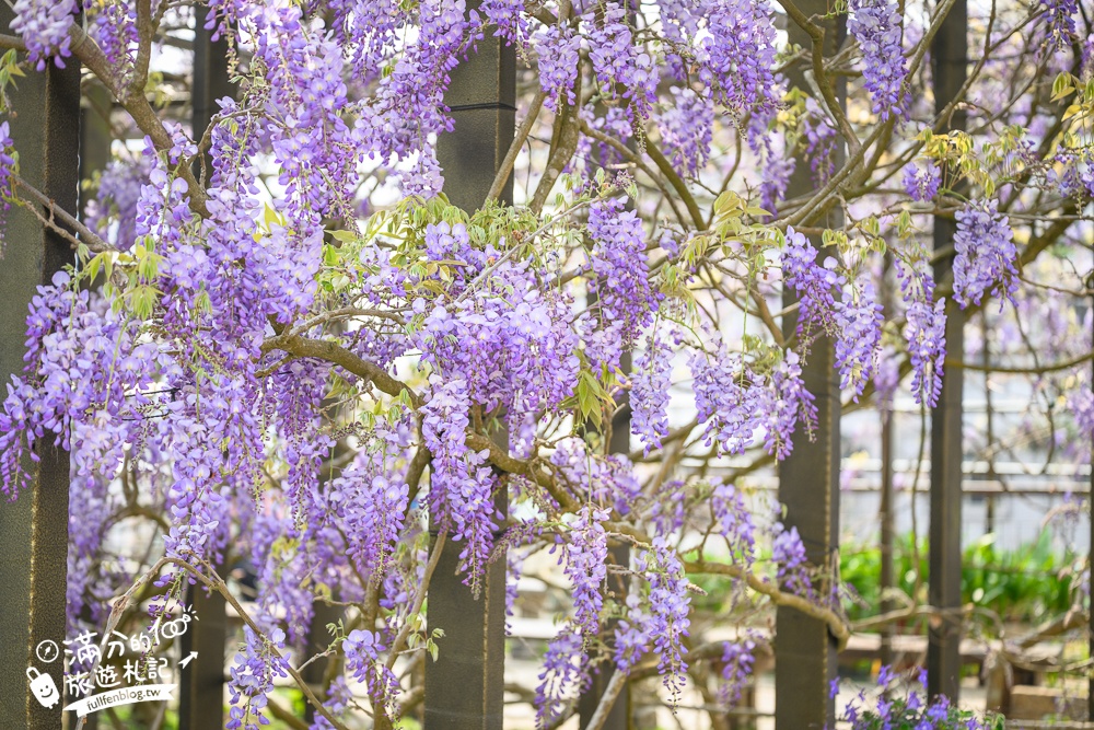 嘉義紫藤花推薦｜瑞里茶壺民宿紫藤花(免門票)紫藤隧道超夢幻~背景還是壯麗群山!