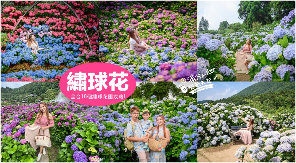 竹子湖繡球花景點【2025大賞園繡球海芋田】陽明山招財福貓繡球花園~賞繡球望小油坑超壯觀!