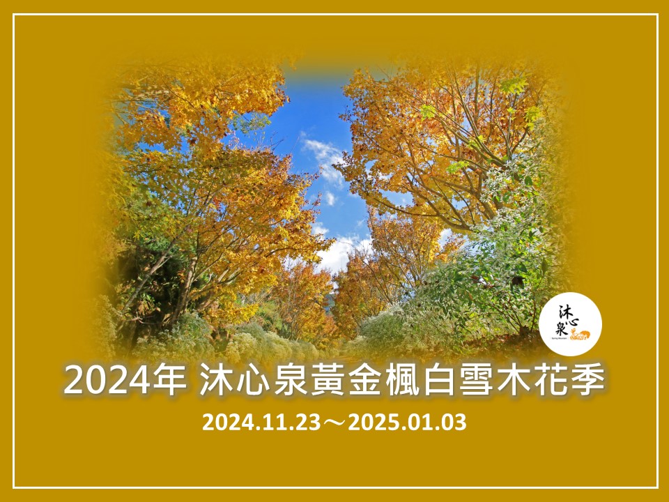 台中【沐心泉休閒農場】新社景觀餐廳.白雪木和黃金楓森林秘境,耶誕雪花瀑布超夢幻!