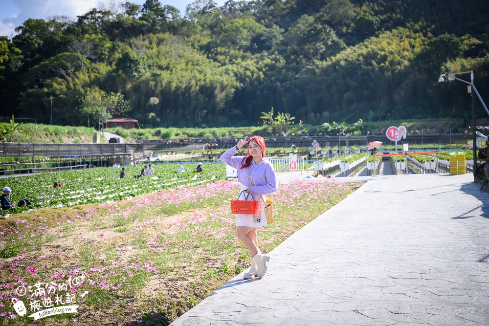 苗栗大湖【紅色琉璃瓦草莓園】免門票網美系高架草莓園.採紅寶石大草莓,還能喝咖啡下午茶!