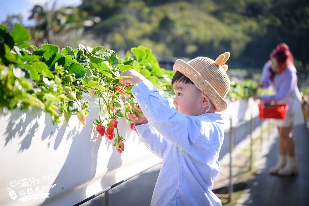 苗栗大湖【紅色琉璃瓦草莓園】免門票網美系高架草莓園.採紅寶石大草莓,還能喝咖啡下午茶!