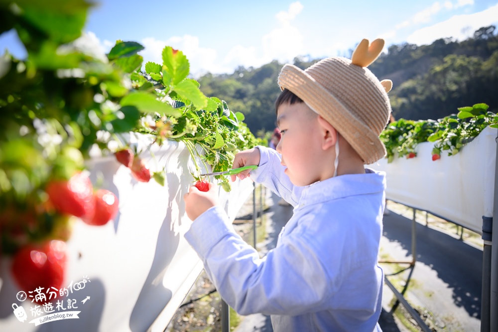 苗栗大湖【紅色琉璃瓦草莓園】免門票網美系高架草莓園.採紅寶石大草莓,還能喝咖啡下午茶!