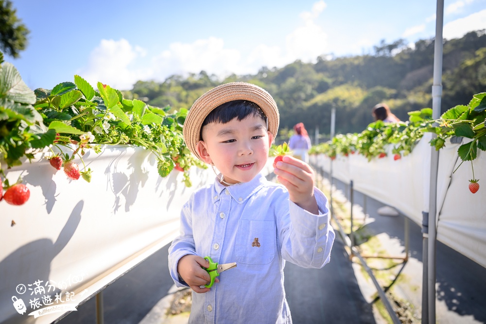 苗栗大湖【紅色琉璃瓦草莓園】免門票網美系高架草莓園.採紅寶石大草莓,還能喝咖啡下午茶!