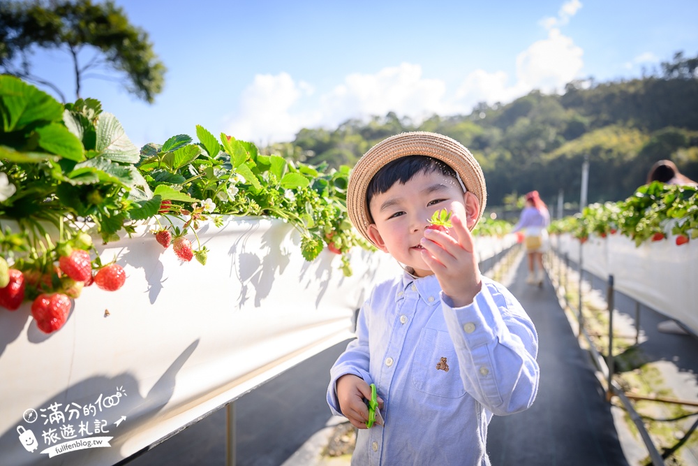 苗栗大湖【紅色琉璃瓦草莓園】免門票網美系高架草莓園.採紅寶石大草莓,還能喝咖啡下午茶!