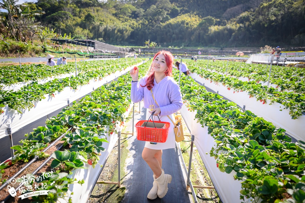 苗栗大湖【紅色琉璃瓦草莓園】免門票網美系高架草莓園.採紅寶石大草莓,還能喝咖啡下午茶!