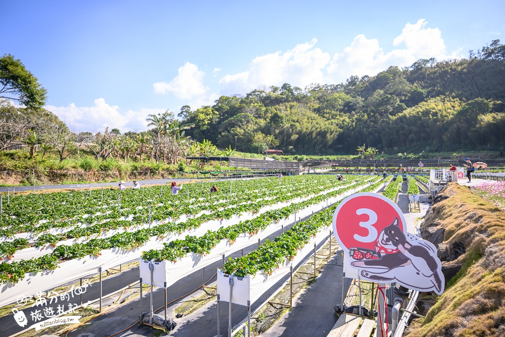 苗栗大湖【紅色琉璃瓦草莓園】免門票網美系高架草莓園.採紅寶石大草莓,還能喝咖啡下午茶!
