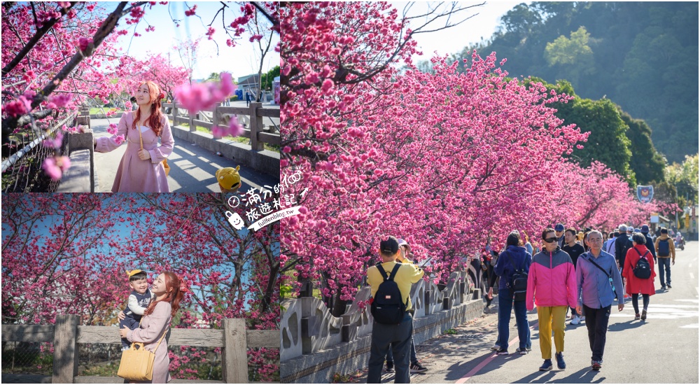 【2025全台櫻花景點懶人包】TOP35從北到南賞櫻秘境,各縣市櫻花開花情報.交通&門票資訊,一起來當可愛櫻花妹!