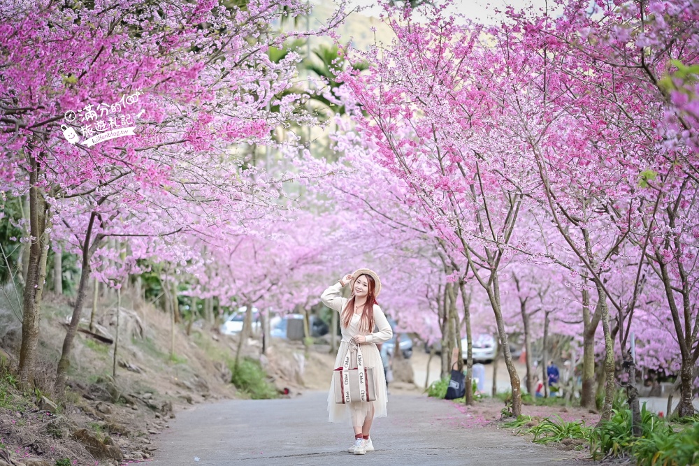 【2025全台櫻花景點懶人包】TOP35從北到南賞櫻秘境,各縣市櫻花開花情報.交通&門票資訊,一起來當可愛櫻花妹!