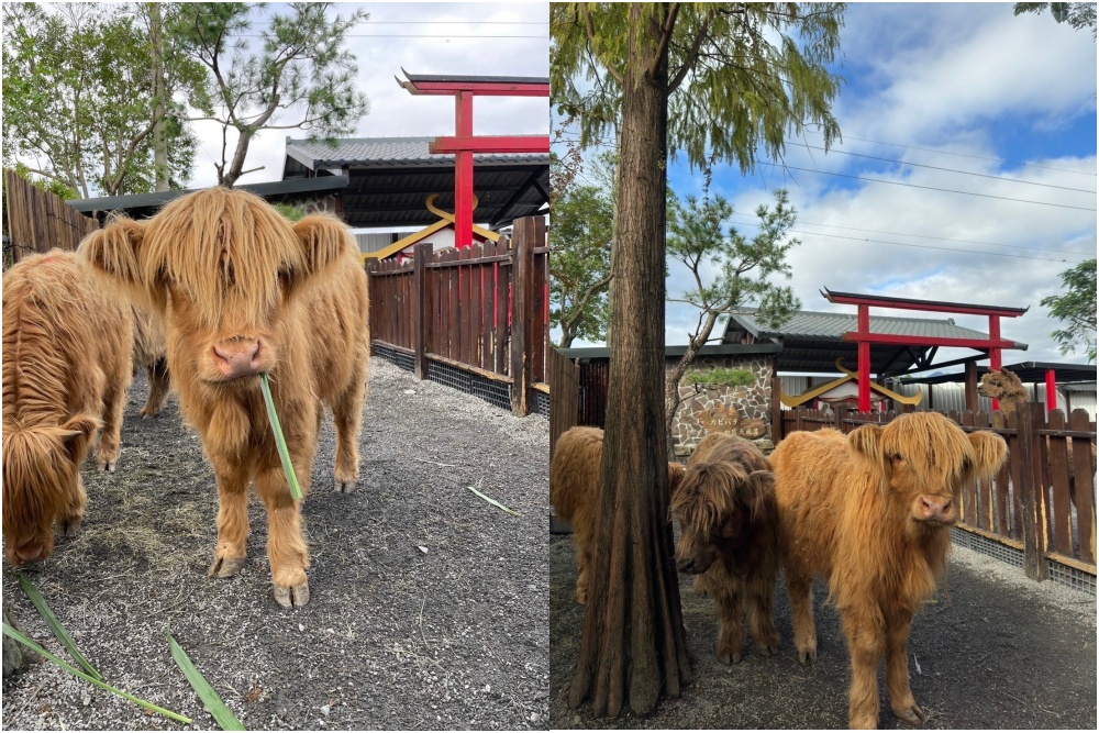 【樹懶餐廳】原張美阿嬤農場2.0版.根本是三星鄉迷你動物園,最新萌寵高地牛登場.還能近距離與樹懶互動超特別！
