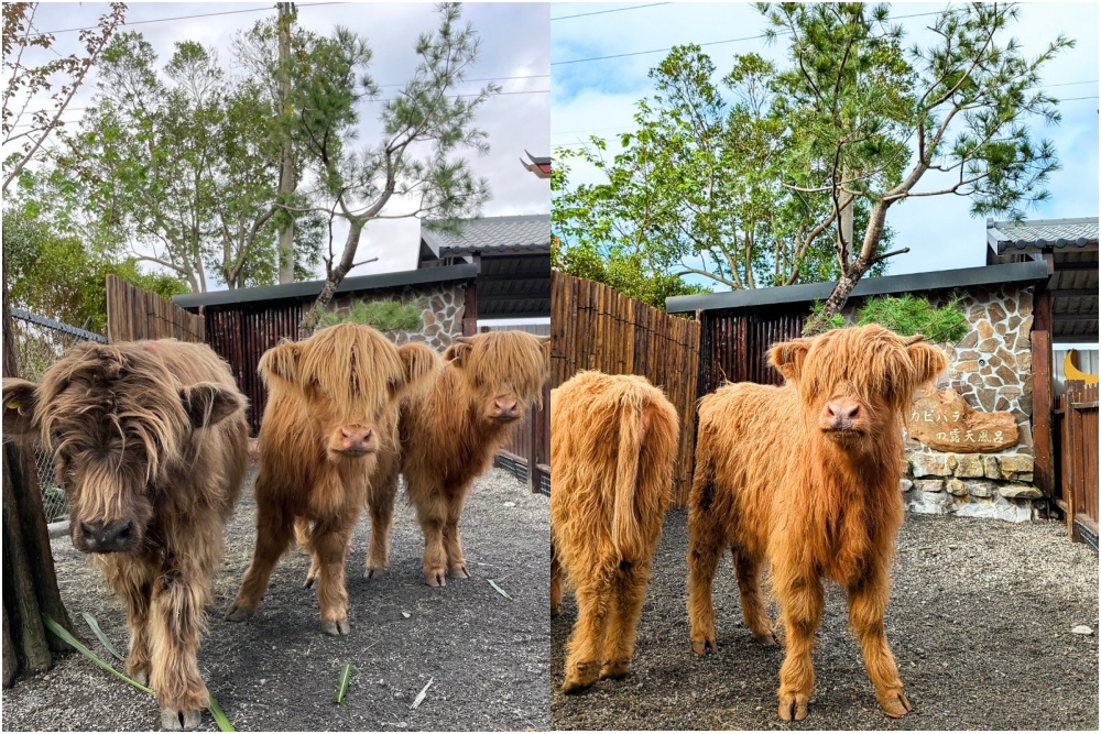 【樹懶餐廳】原張美阿嬤農場2.0版.根本是三星鄉迷你動物園,最新萌寵高地牛登場.還能近距離與樹懶互動超特別！